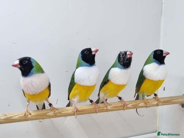 Finches birds - Advert 9
