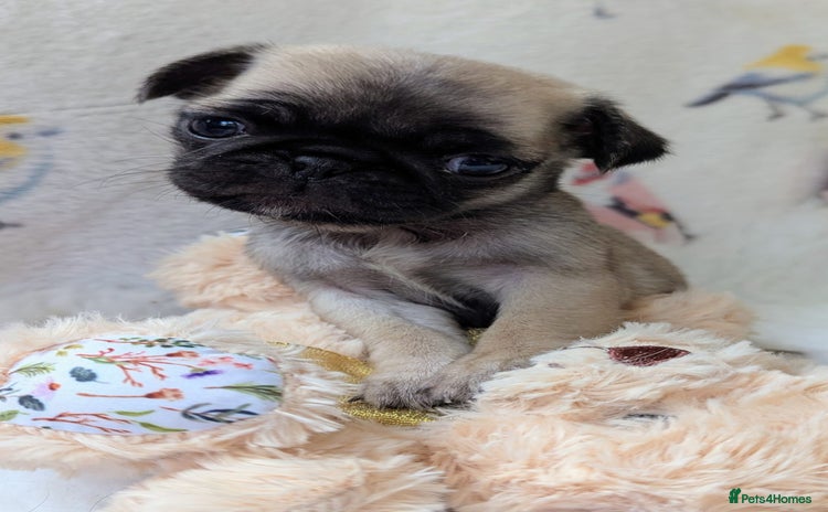 Pug dogs - Advert 1