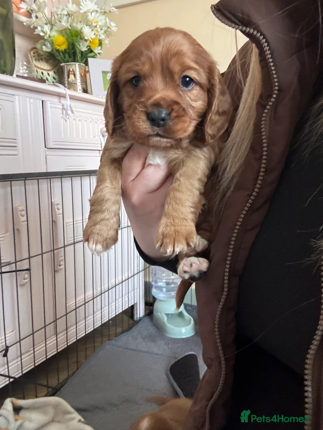 Cockalier dogs for sale: 🐶Cockalier Puppies🐶 last 2 ready now!  - Advert 17