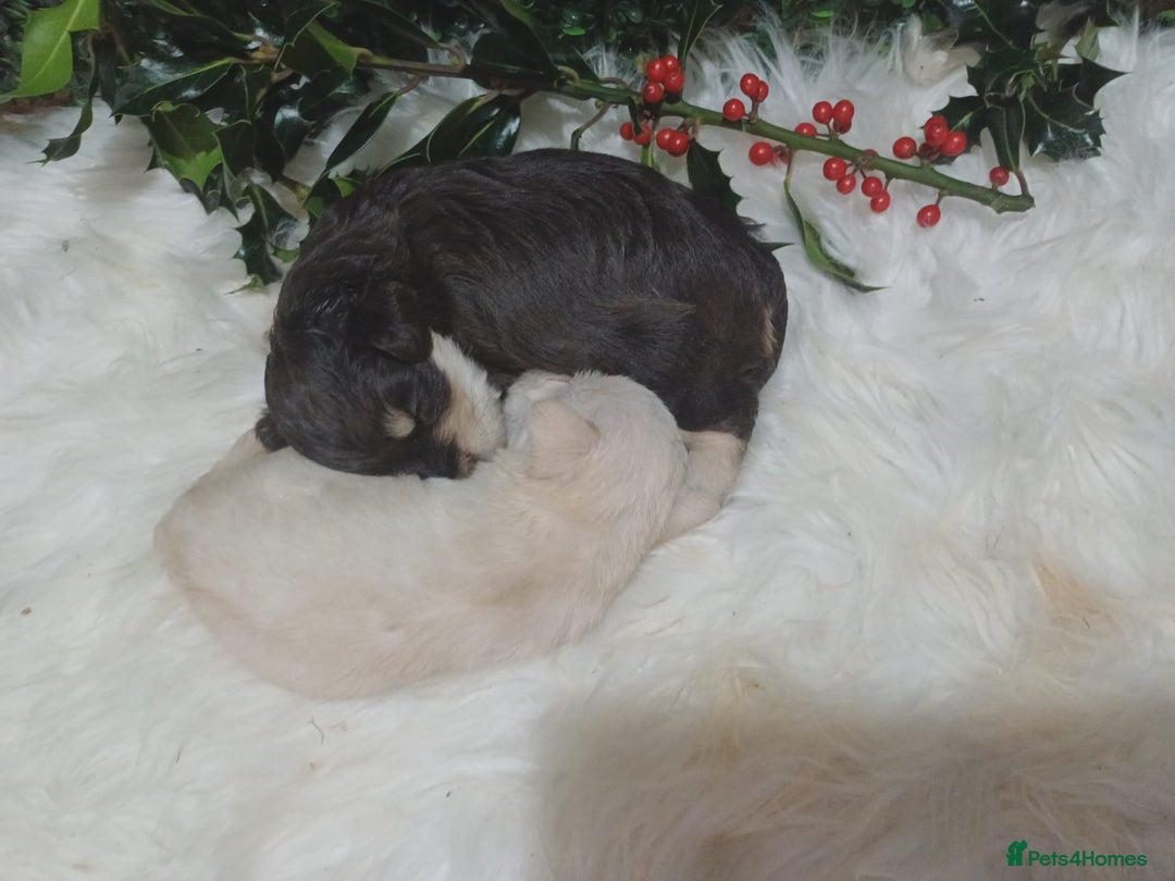 Miniature Schnauzer dogs for sale: Two beautiful girls  - Advert 10