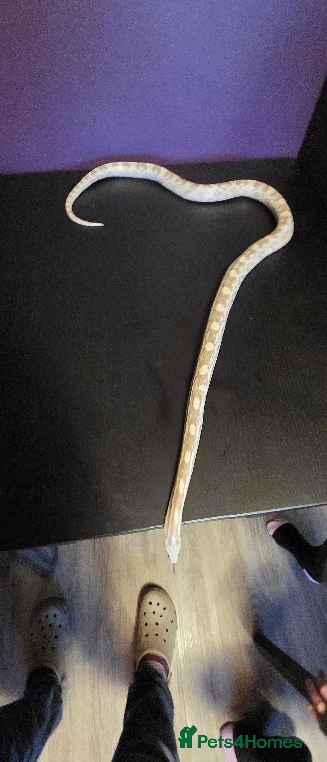 Corn Snake reptiles for sale: Cornsnakes normal lavender hypo fire tessera - Advert 5