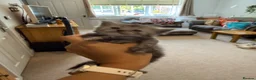 Maine Coon cats for sale: Adorable Pedigree Full Maine Coon Kittens - Advert 13
