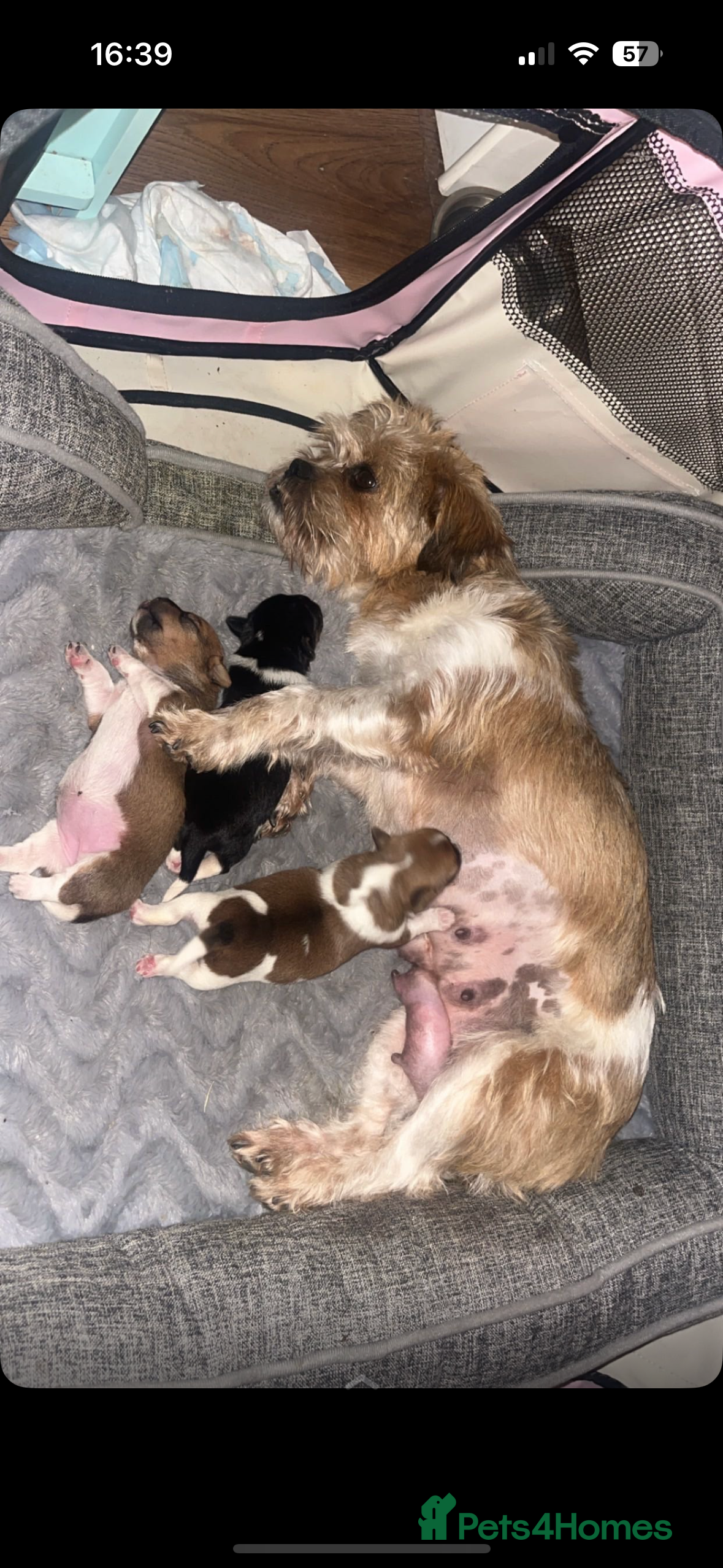 Mixed Breed dogs Jack Russell terrier  - Advert 10