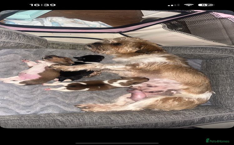 Mixed Breed dogs Jack Russell terrier  - Advert 8