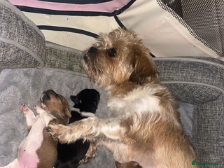 Mixed Breed dogs Jack Russell terrier - Advert 2