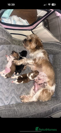 Mixed Breed dogs Jack Russell terrier - Advert 2