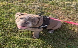 Olde English Bulldogge dogs for sale: Dior the Olde English Bulldogge - Image 1