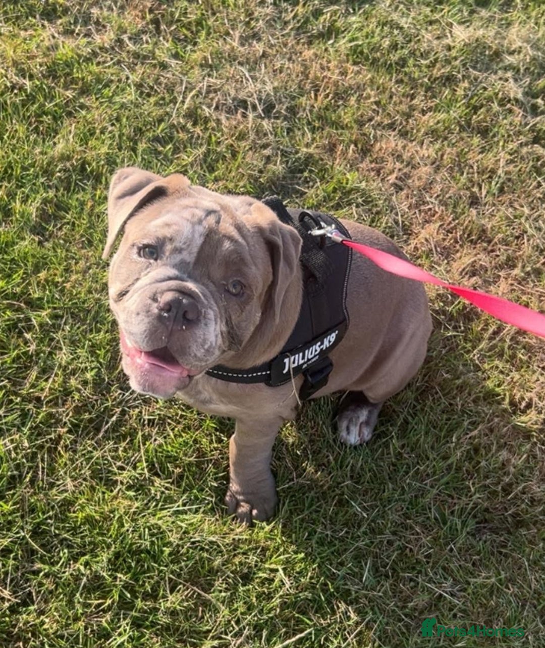 Olde English Bulldogge dogs for sale: Dior the Olde English Bulldogge - Image 1