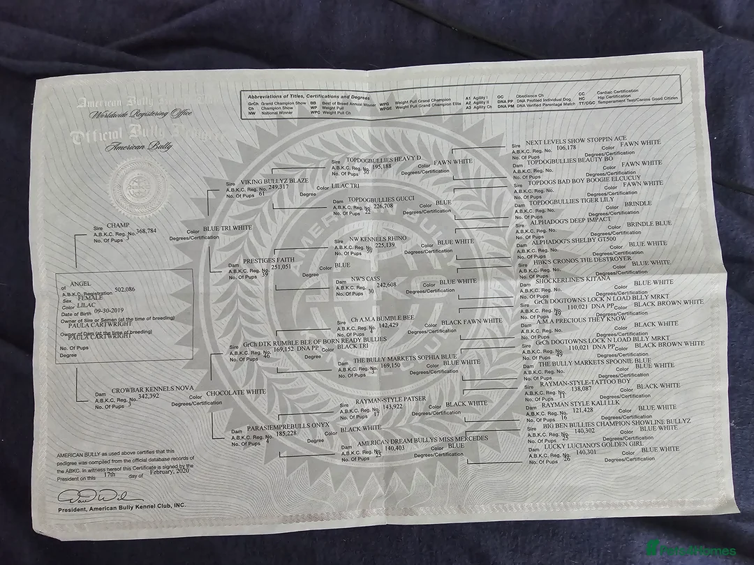 American Bully dogs for sale: AMERICAN BULLY - Advert 15