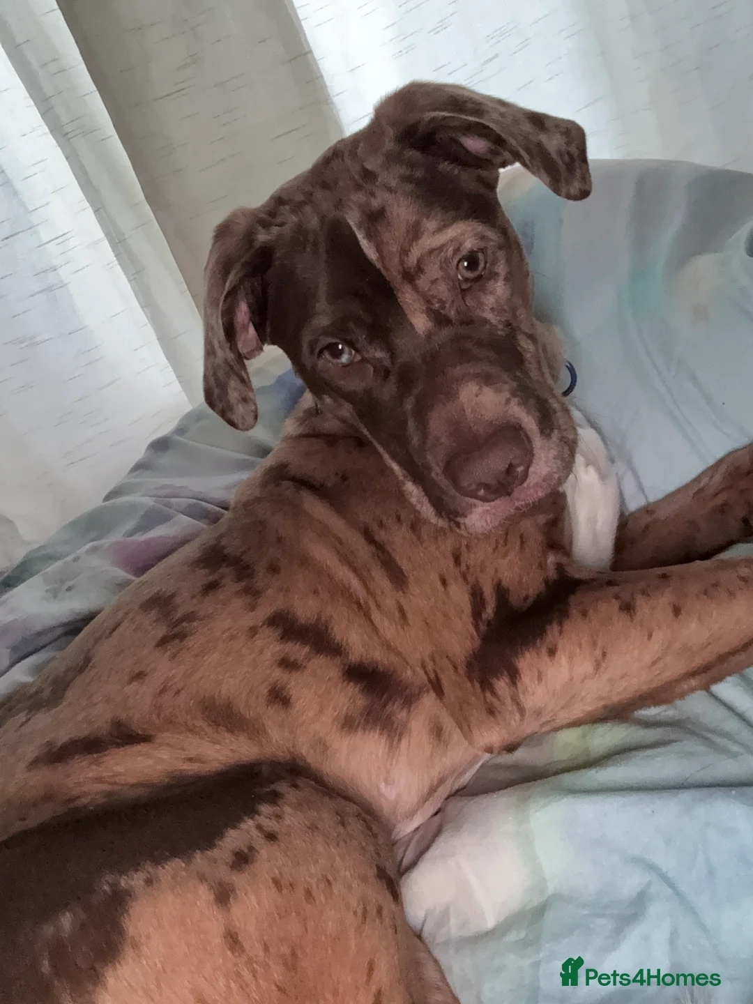 Mixed Breed dogs for sale: 7 month old puppy  - Advert 2