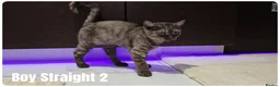 Scottish Fold cats for sale: Scottish Fold Kittens - Advert 10