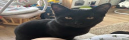 Mixed Breed cats for sale: Male black cat  - Advert 2