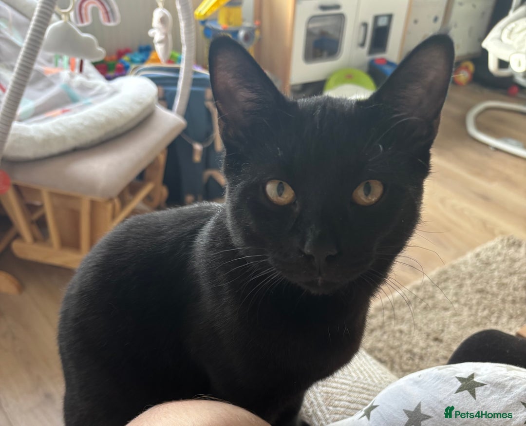 Mixed Breed cats for sale: Male black cat  - Advert 2