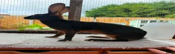 Belgian Hares rabbits for sale: Baby hares looking for new postcodes - Advert 5