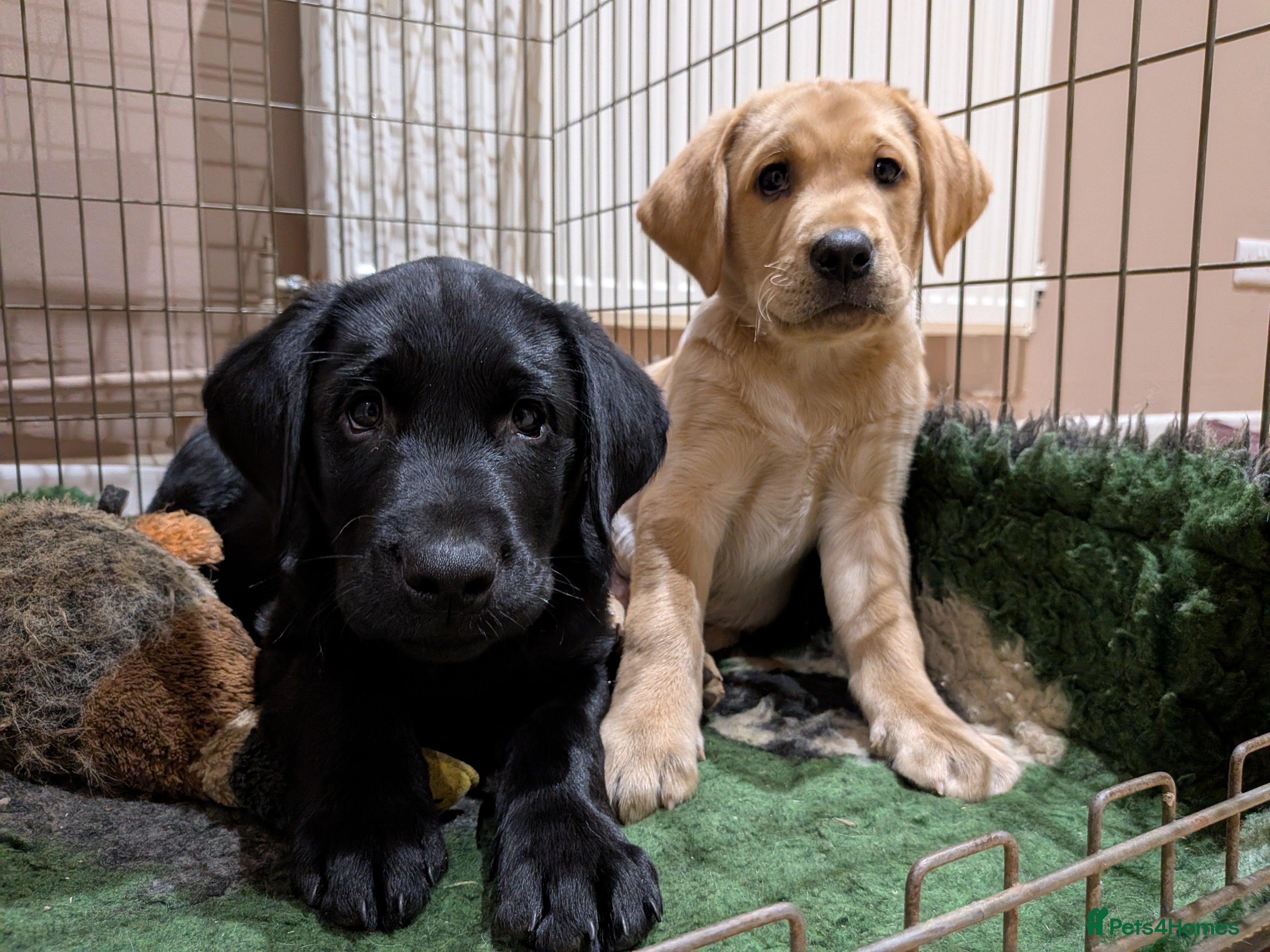 Labrador Retriever dogs Labrador Puppy - Advert 13