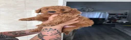 Poodle dogs for sale: Red Miniature Poodles - Advert 1