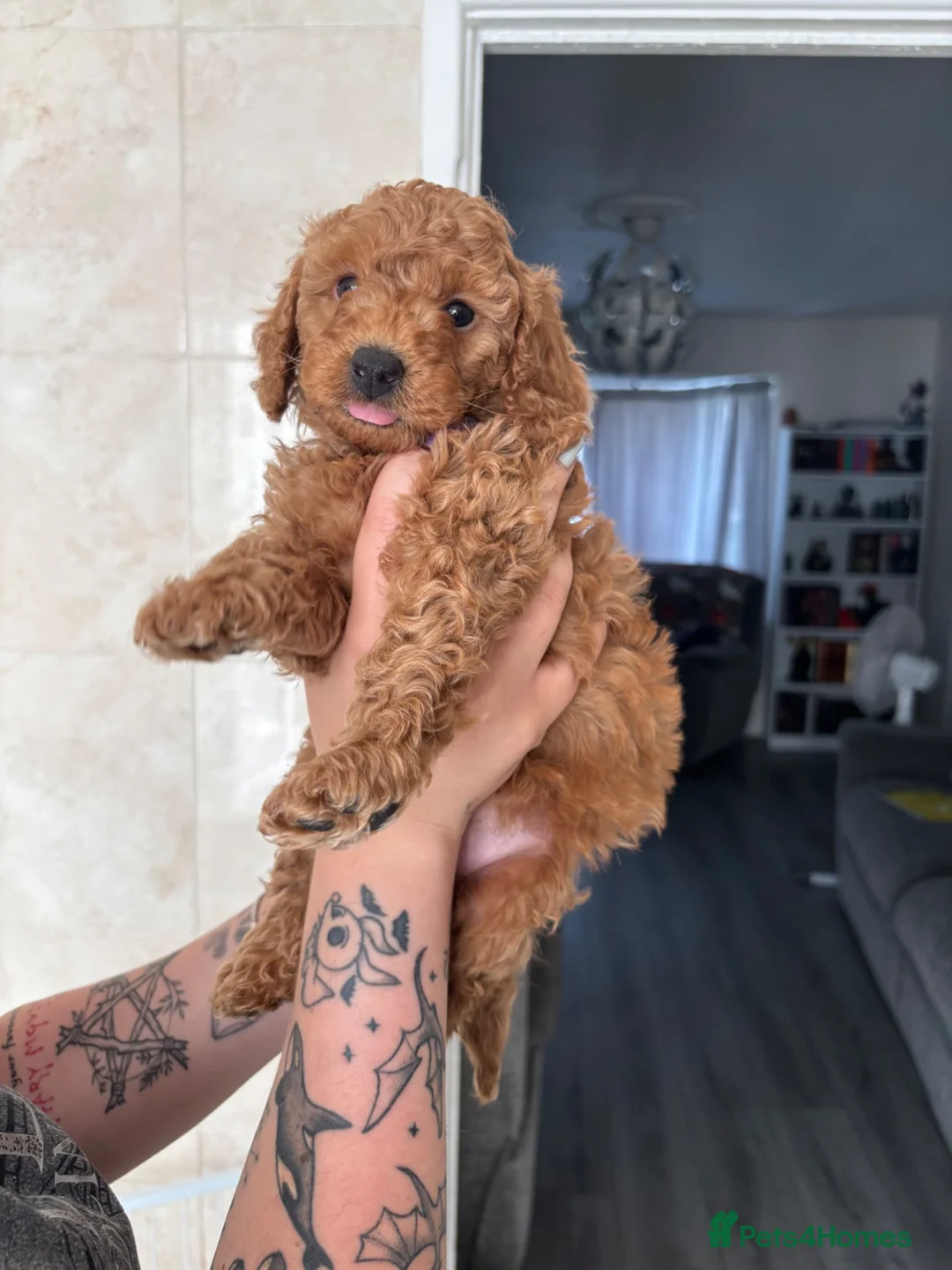 Poodle dogs for sale: Red Miniature Poodles - Advert 1