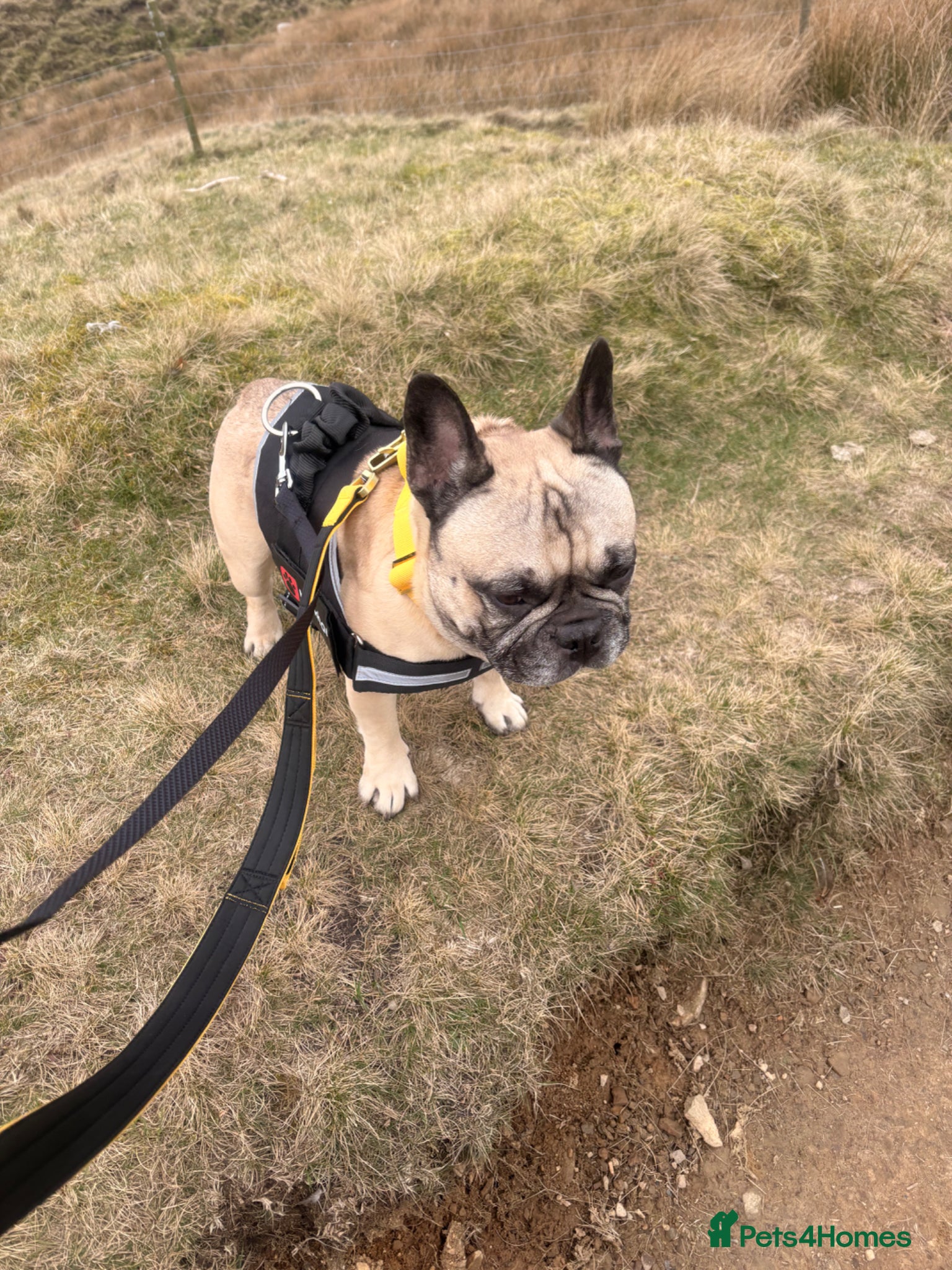 French Bulldog dogs French bulldog  - Advert 5
