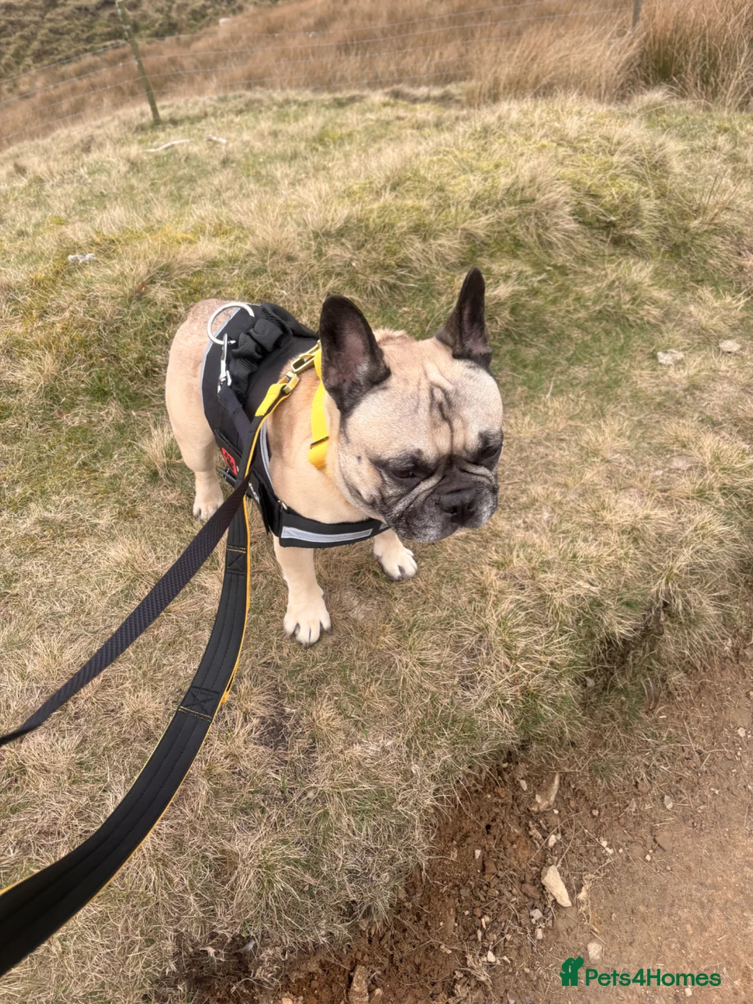 French Bulldog dogs for sale: French bulldog  - Advert 1