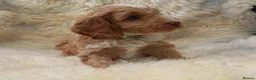 Cockapoo dogs for sale: FI CHAMPAGNE AND WHITE  MALE FROM 5* BREEDER - Advert 15