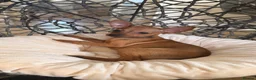 Russian Toy Terrier dogs for sale: Russian Toy Terrier - Advert 23