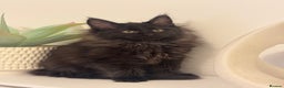 Maine Coon cats for sale: Maine coon kitten  - Advert 2