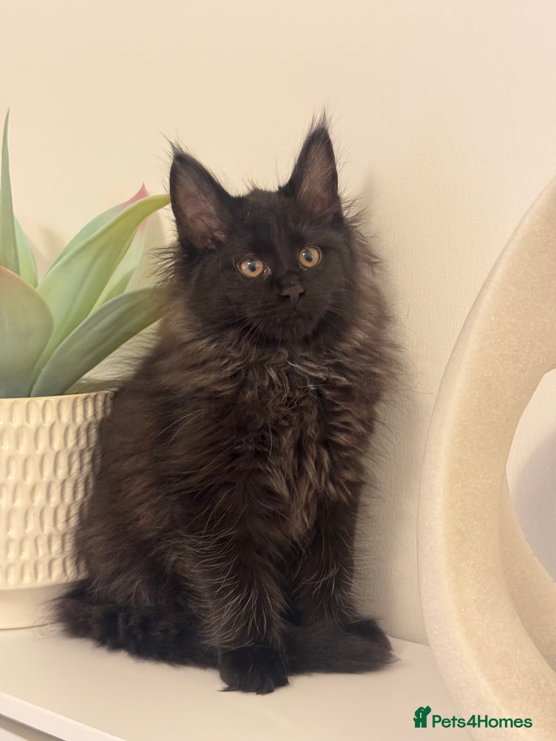Maine Coon cats for sale: Maine coon kitten  - Advert 2
