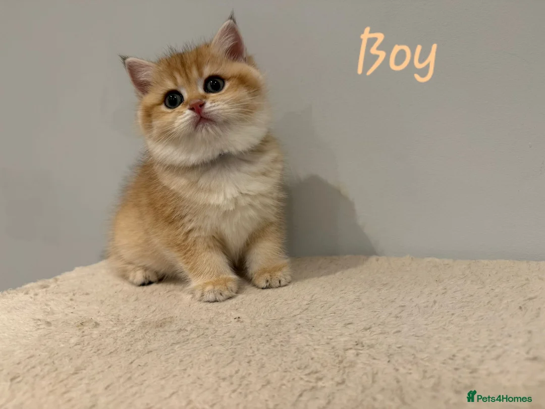 British Shorthair cats for sale: Pure Pedigree BSH Kittens GCCF Rare Golden /Silver - Advert 4