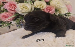 Doxiepoo dogs for sale: Daxipoo  - Image 18