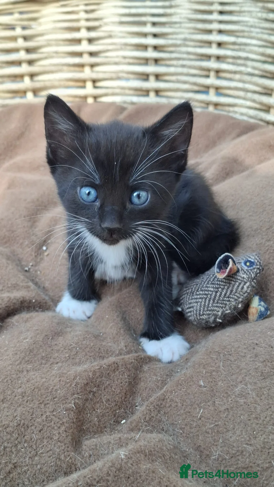 Mixed Breed cats for sale: Beautiful Tame Female Kitten Black White - Advert 1