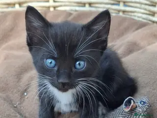 Mixed Breed cats Beautiful Tame Female Kitten Black White - Advert 4