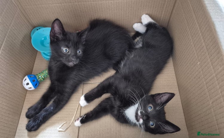 Mixed Breed cats - Advert 2