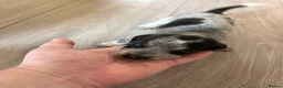 Jackshund dogs for sale: 4 Beautiful Male Jackhaunds   - Advert 7