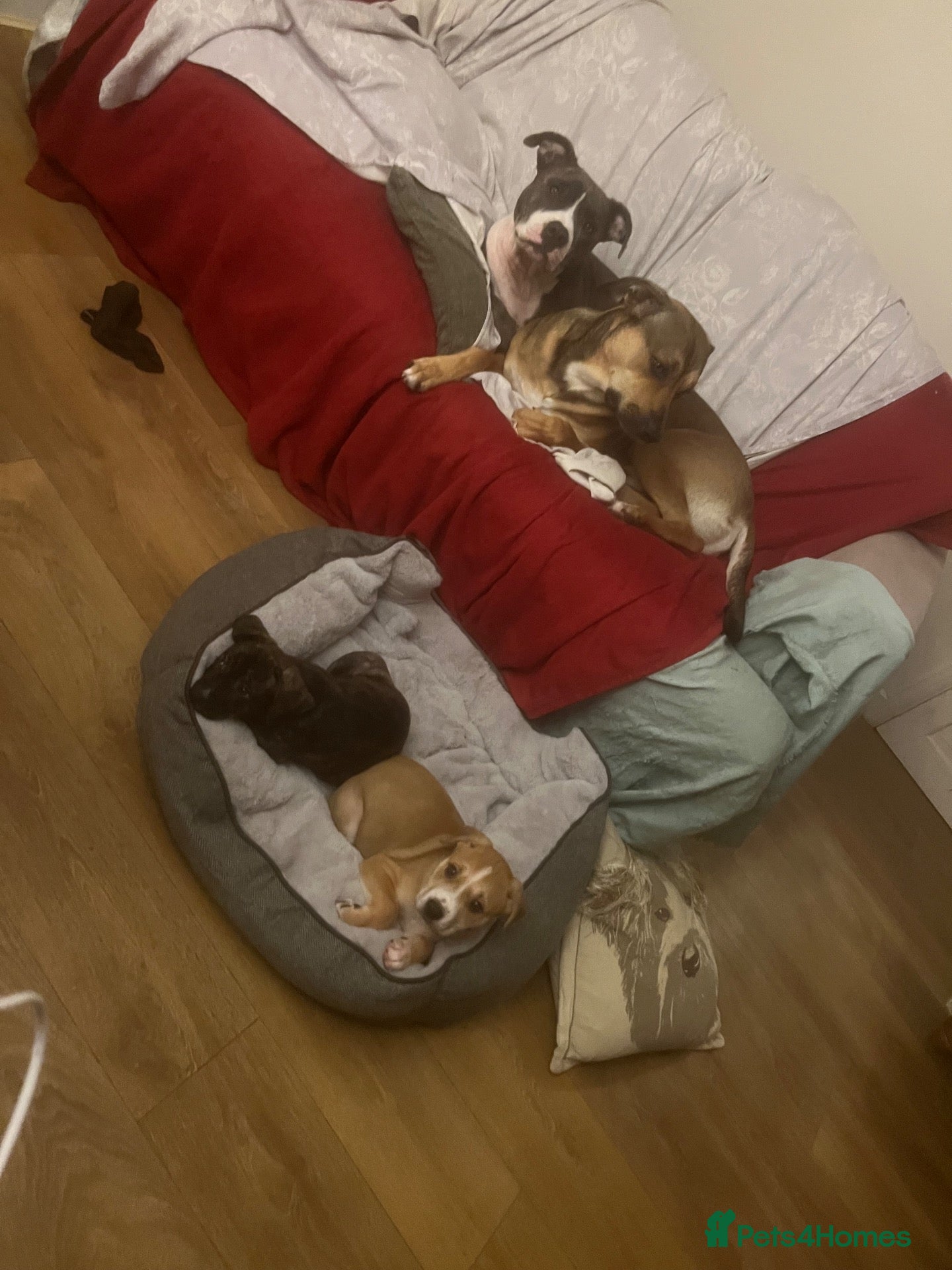 Mixed Breed dogs Ready now  - Advert 13