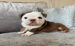 English Bulldog dogs for sale: Beautiful English bulldog puppies  - Image 5