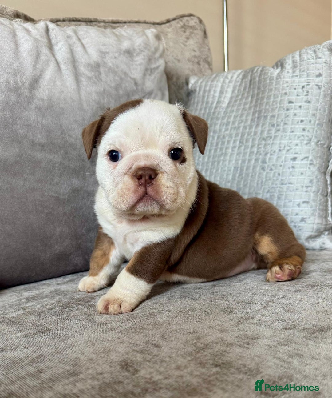 English Bulldog dogs for sale: Beautiful English bulldog puppies  - Image 5