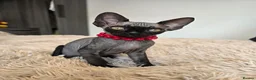 Sphynx cats for sale: Little princess  - Advert 9