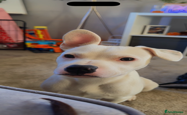 Mixed Breed dogs - Advert 13