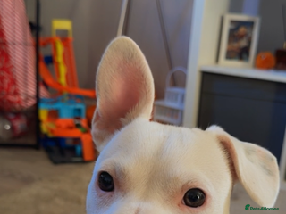 Mixed Breed dogs - Advert 13