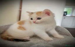 Ragdoll cats for sale: Ragdoll x Kittens ( prices vary)  - Image 5