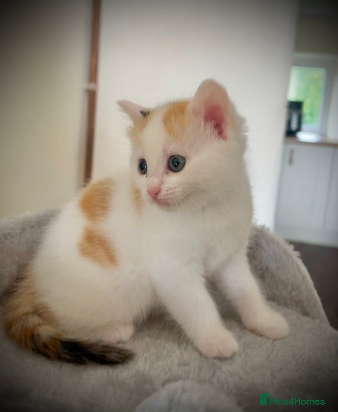 Ragdoll cats for sale: Ragdoll x Kittens ( prices vary)  - Image 5