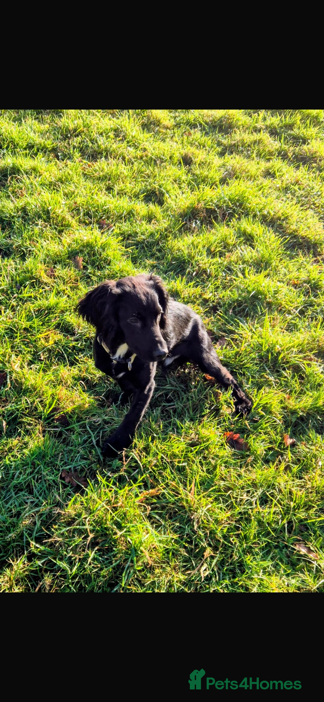 Cocker Spaniel dogs for stud: Our gorgeous cocker spaniel for Stud  - Advert 3