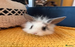 Lionhead rabbits for sale: Lionhead Babies for Sale  - Image 22