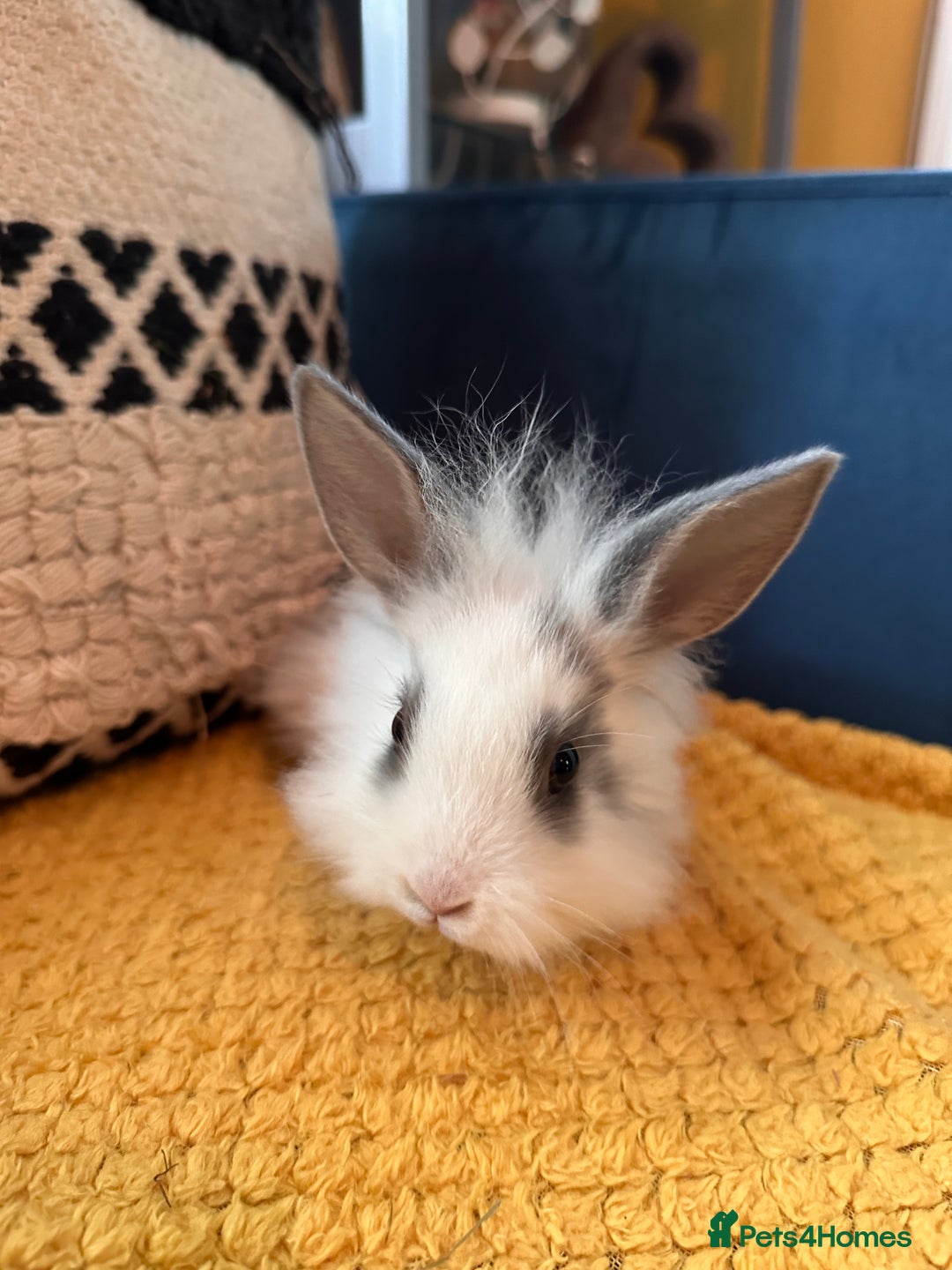 Lionhead rabbits for sale: Lionhead Babies for Sale  - Image 22