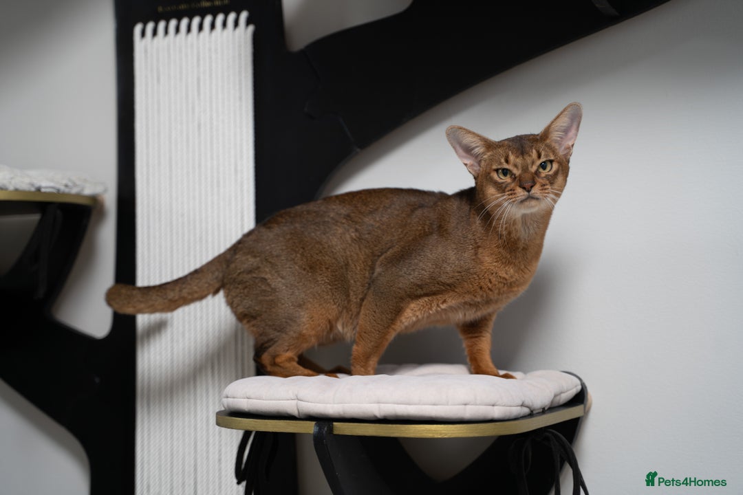 Abyssinian cats for sale: One of the Kind Abyssinian Girl-Champions Pedigree - Image 29