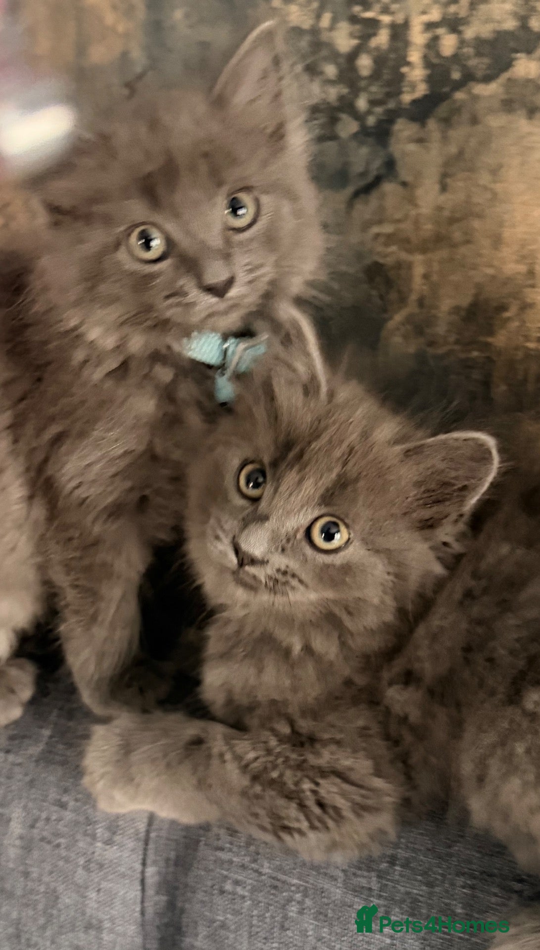 Mixed Breed cats Ragdoll x Kitten - Advert 10