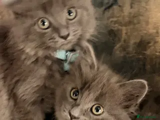 Mixed Breed cats Ragdoll x Kitten - Advert 10