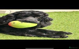 Cocker Spaniel dogs for sale: 🐶 COCKER SPANIEL PUPPIES 🐶  - Advert 3