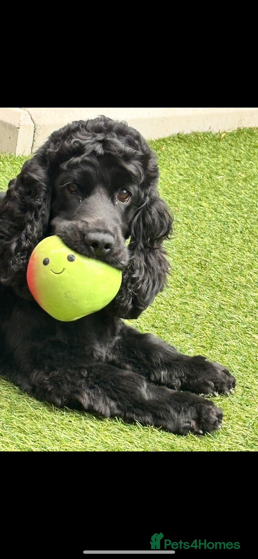 Cocker Spaniel dogs for sale: 🐶 COCKER SPANIEL PUPPIES 🐶  - Advert 3