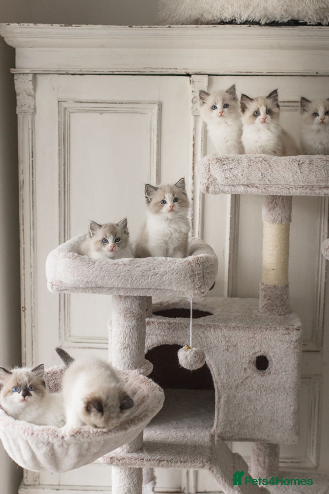 Ragdoll cats for sale: Bicolour and Lynx Ragdoll kittens - Advert 3